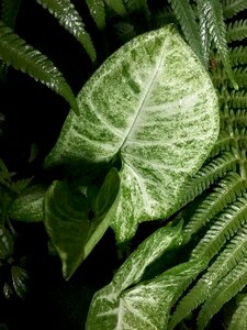 Nature green leaf plants