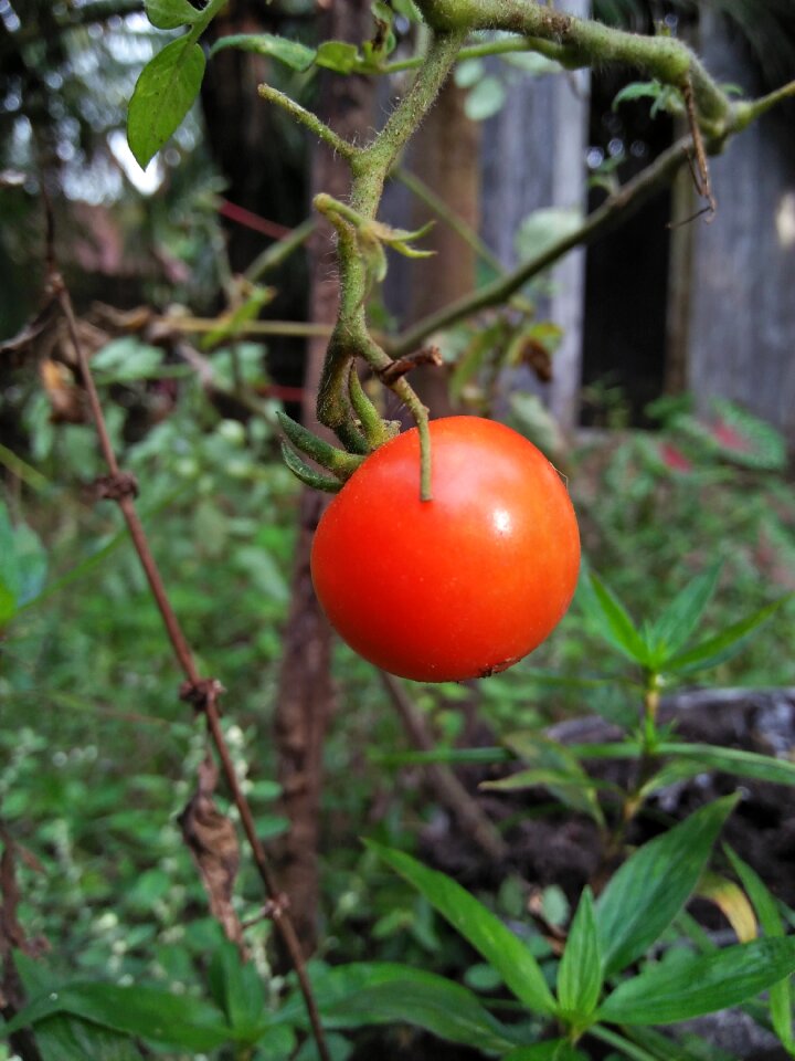 Red garden plant