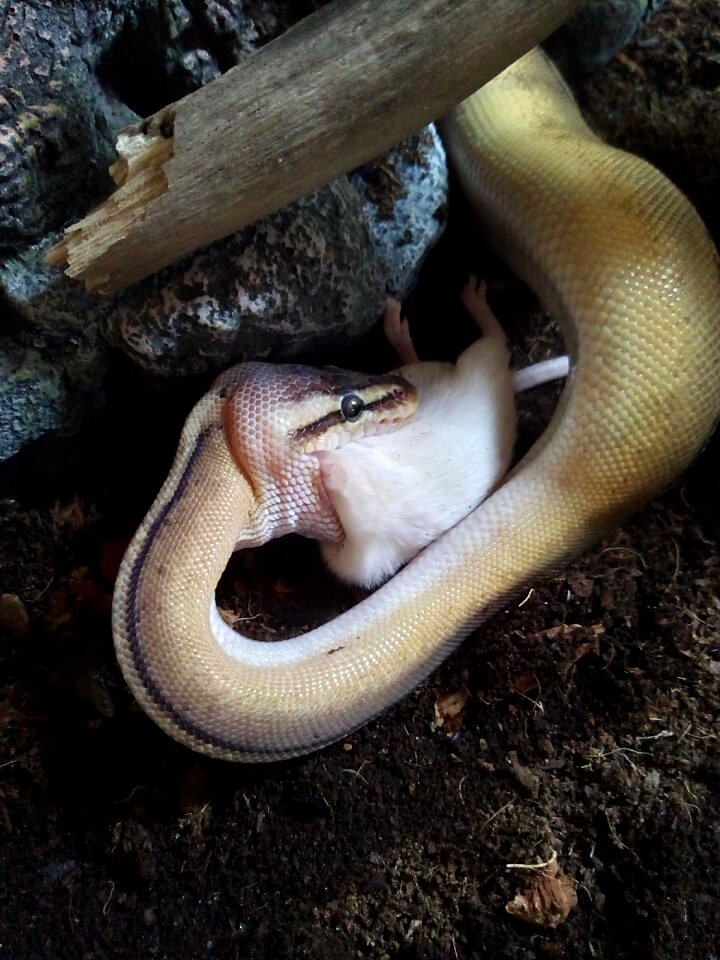 Animal world feather boa python