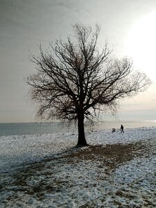 Water winter dog photo