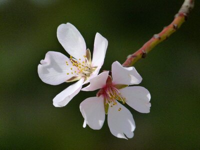 Nature plant outdoors