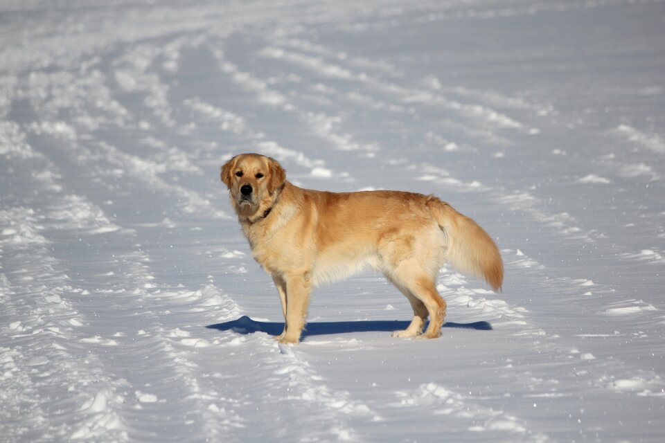 Dog mammals winter