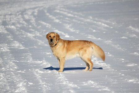 Dog mammals winter