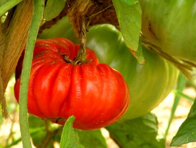 Fruit healthy vegetable