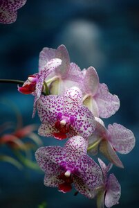 Tropical garden beautiful