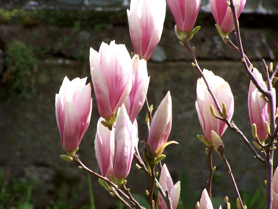 Leaf beautiful blooming