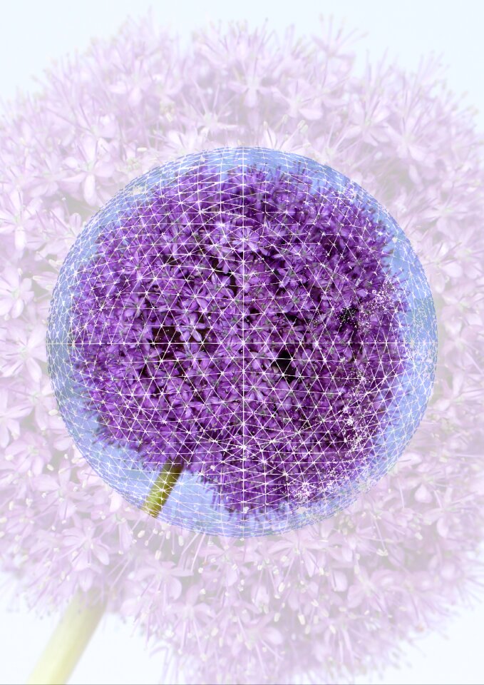 Closeup purple alium