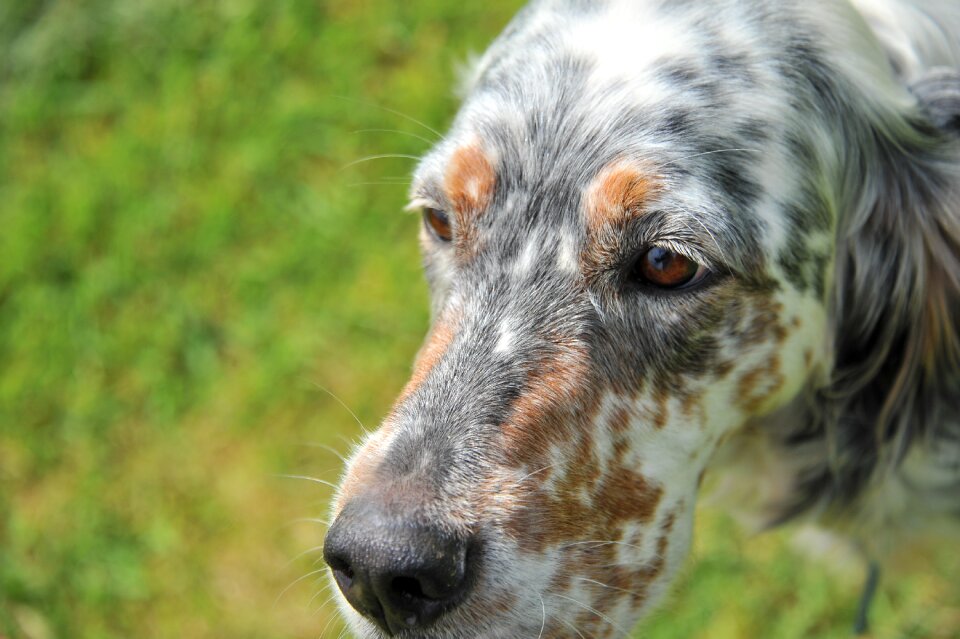 Dog nature