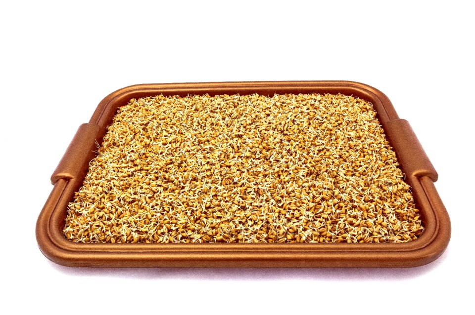 Background texture seeds
