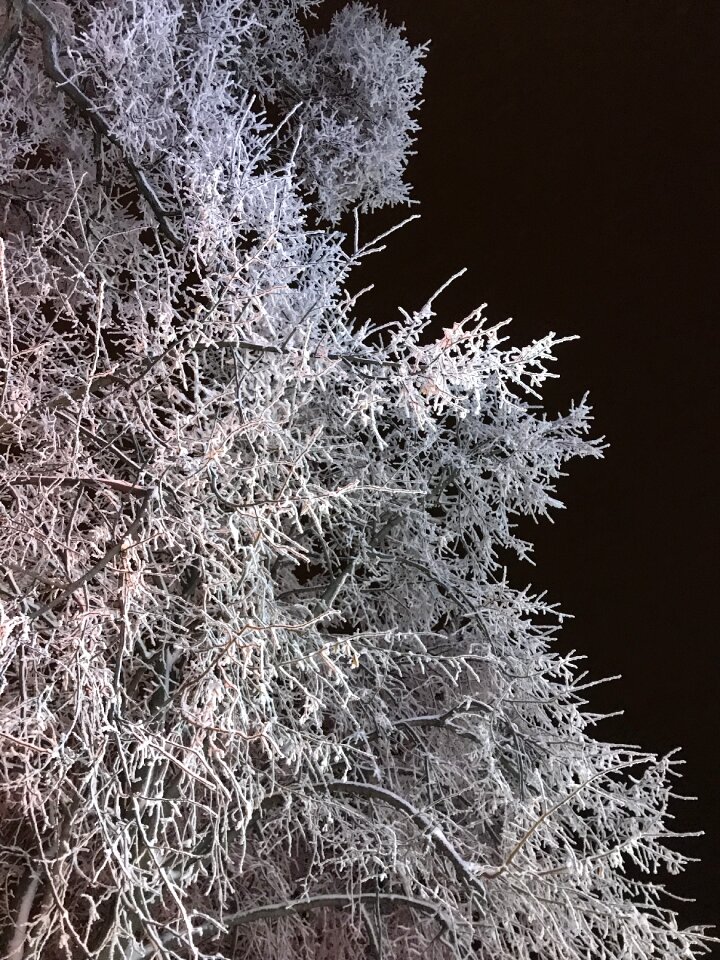 Tree frozen nature