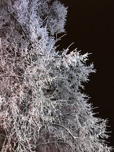 Tree frozen nature photo