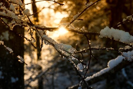 Wood frost background photo