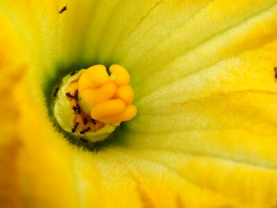 Fall flora flower