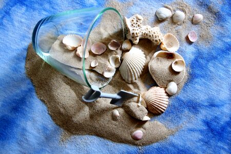 Summer shells holiday photo