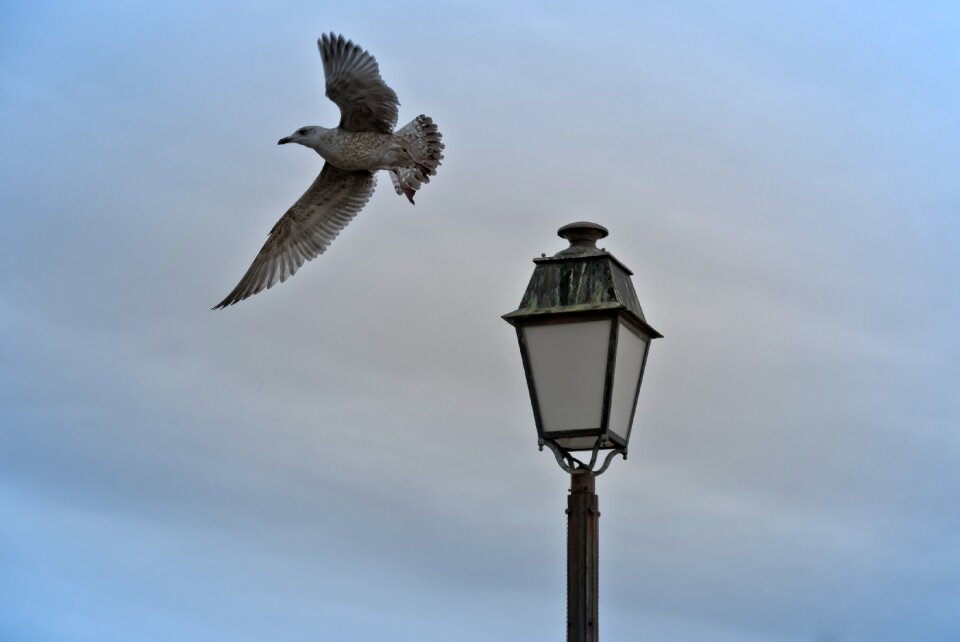 Nature gull sea photo