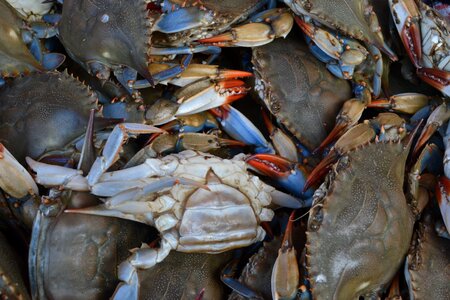 Crab market