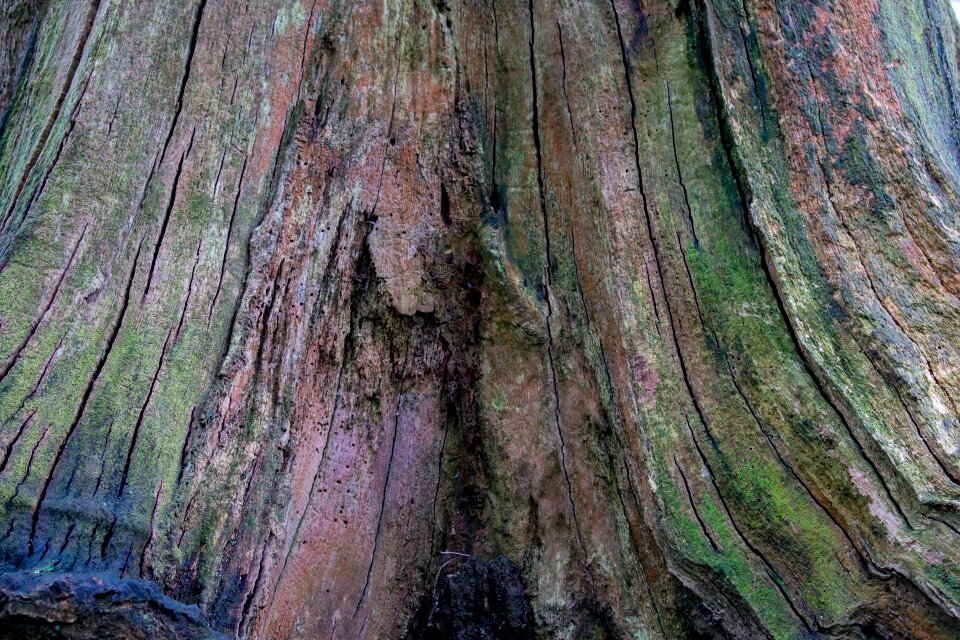Desktop tree rough