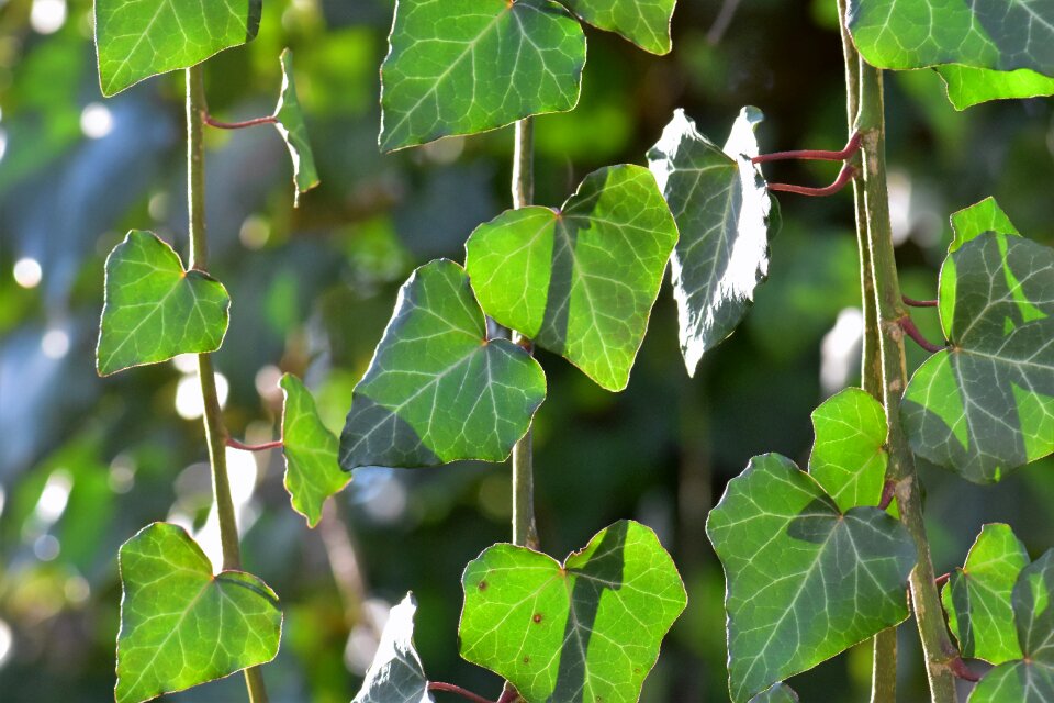 Climber plant nature leaves