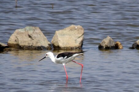 Pied stilt himantopus himantopus long-legged photo