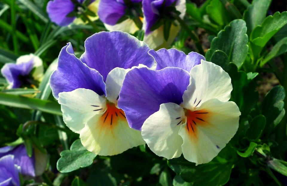 Plant garden nature