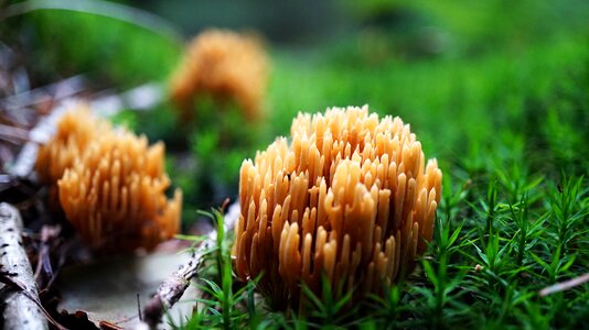 Macro forest moss
