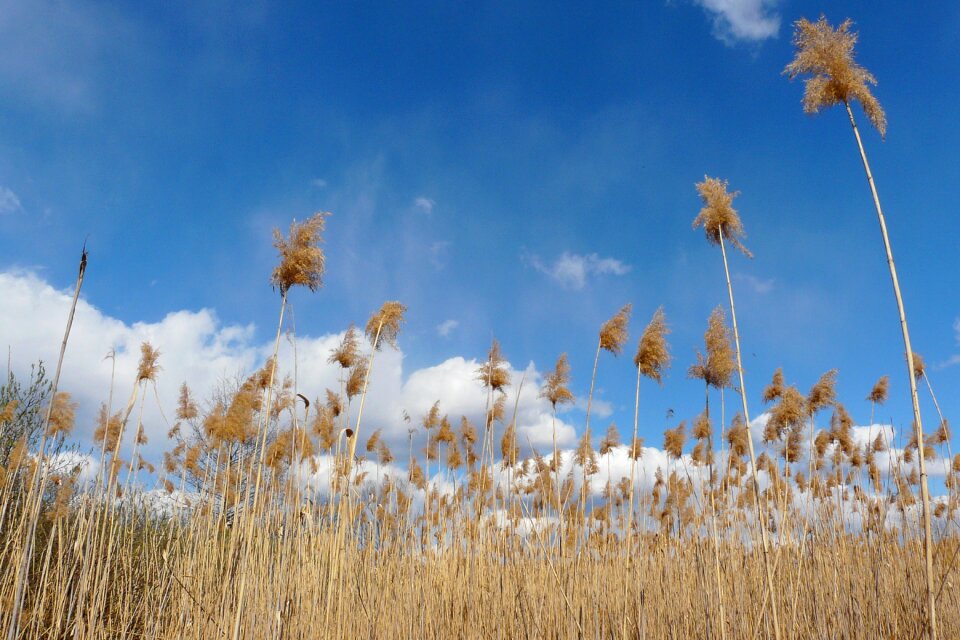 Grass plant shoots