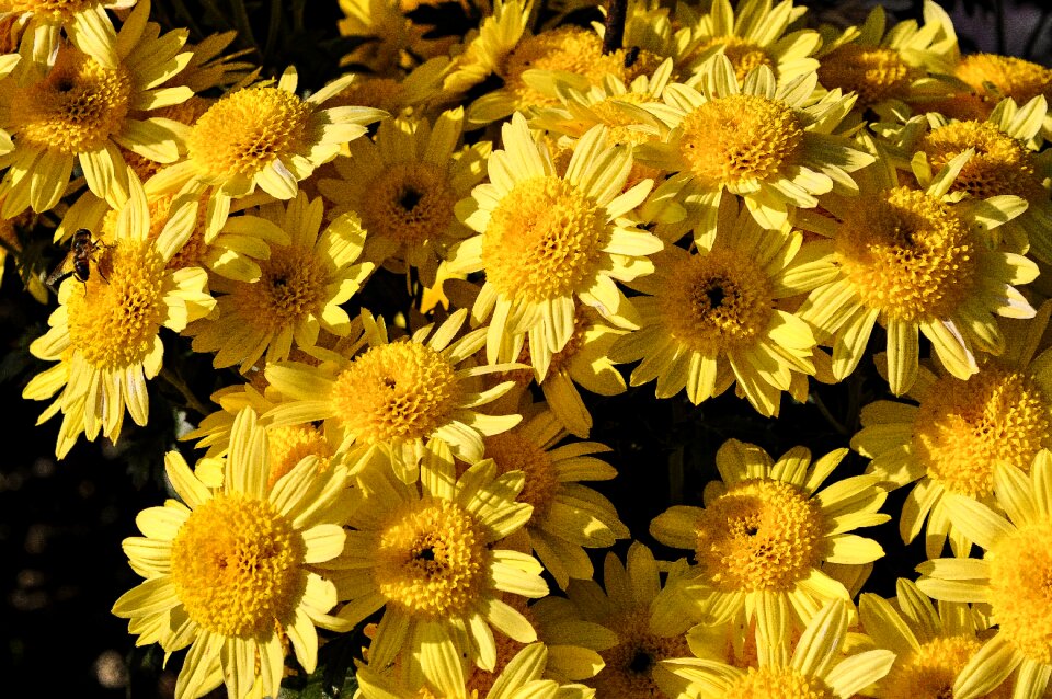 Petal chrysanthemum autumn