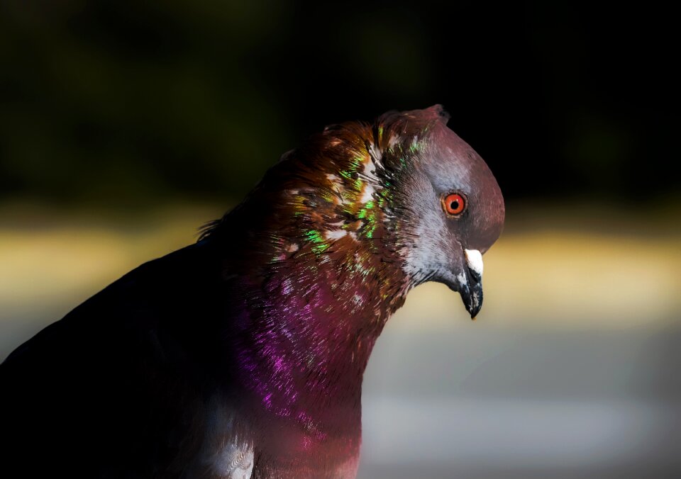 Animal outdoors fauna