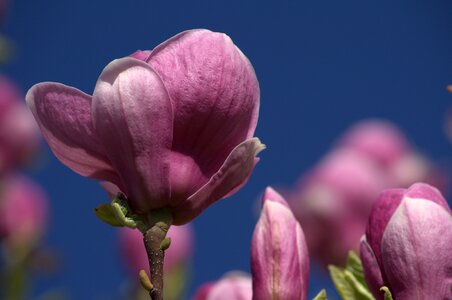 Flower pink plant photo