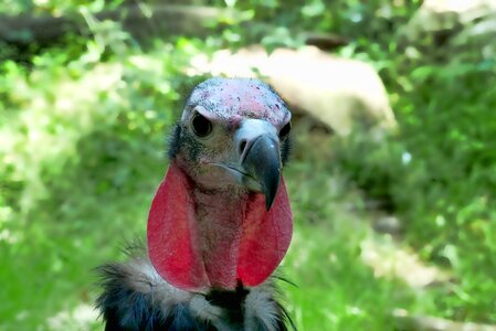 Nature animal world animal portrait