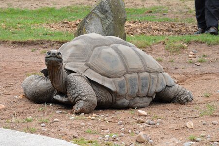 Turtle reptile photo