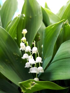 Nature flowers peel