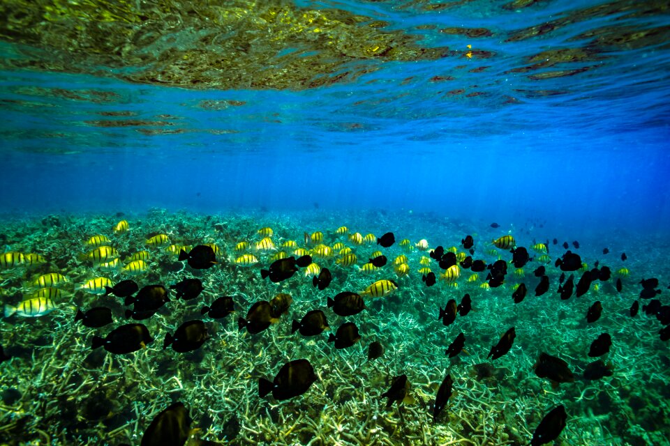Underwater marine sea