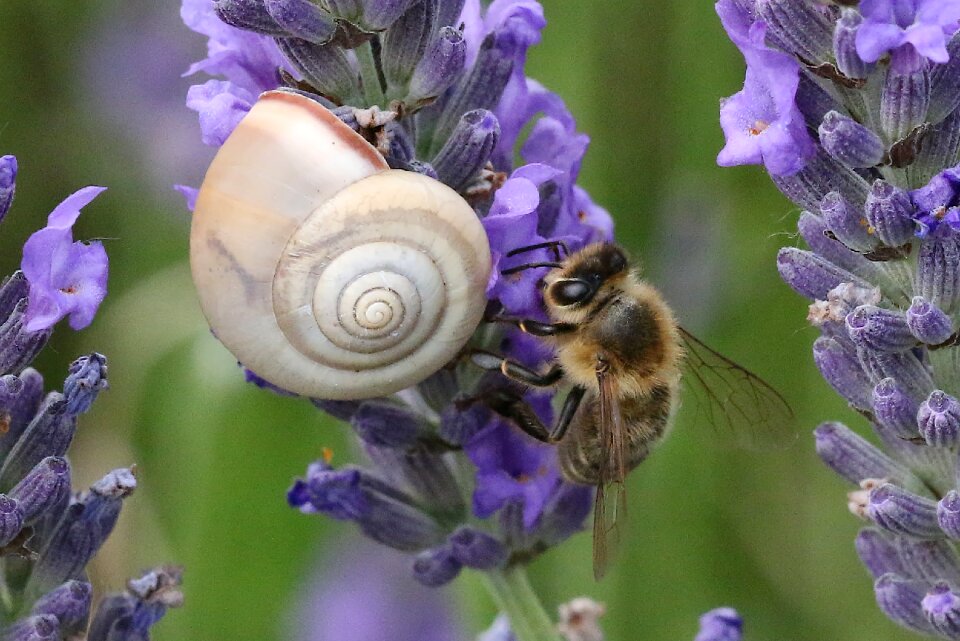 Plant summer lavender photo