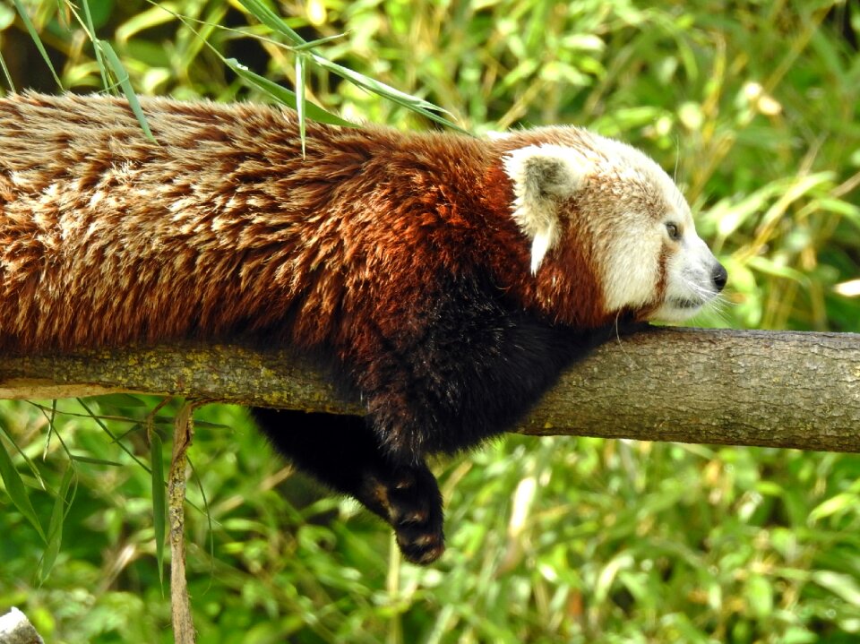 Animal cute wild