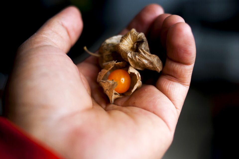 Food nature approach