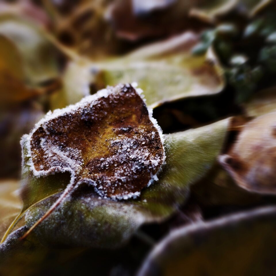 Sheet autumn little