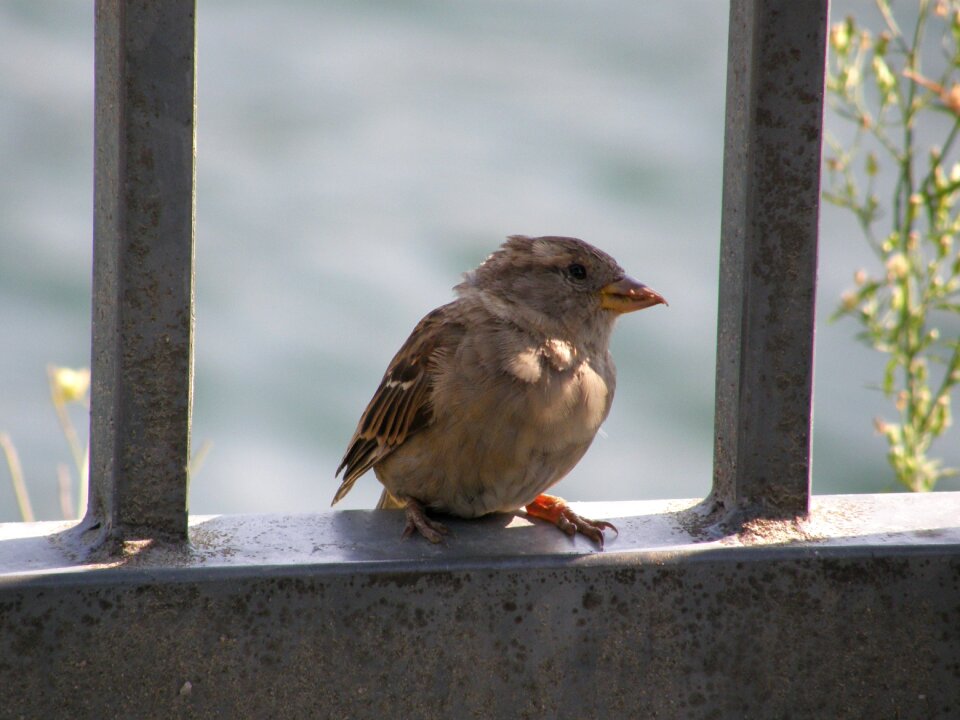 Outdoors little bird freedom