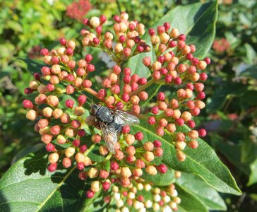 Shrub fruit