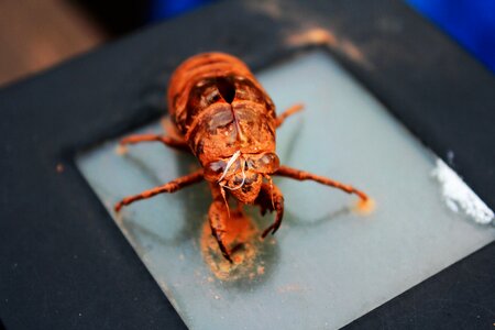 Cicada cicada shell