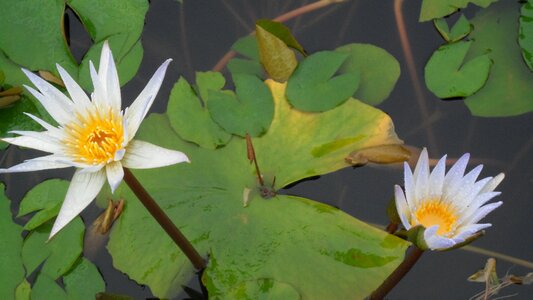 Plants leaf i lotus