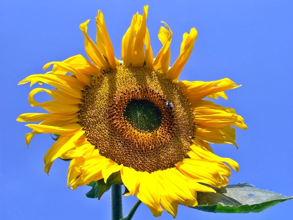 Summer sunflower sky