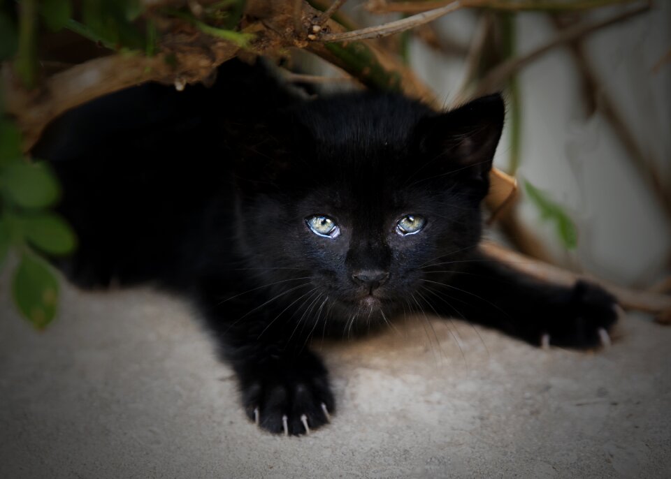 Portrait cute kitten