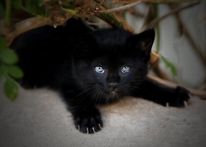 Portrait cute kitten photo