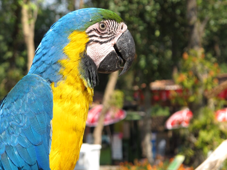 Head animal colored