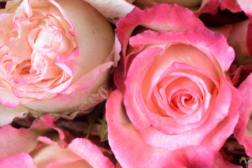 Petal floral love