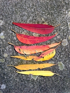 Gum red leaf autumn