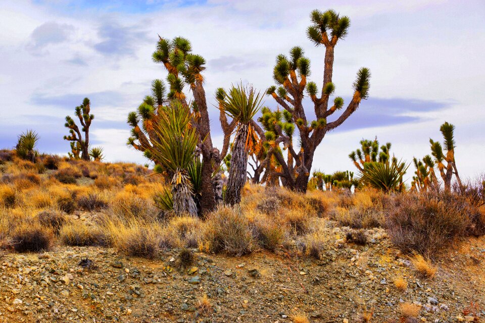 Dry landscape plant