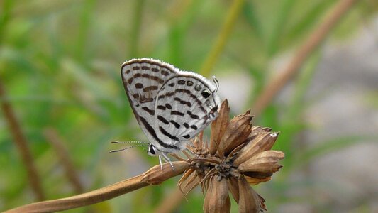 Outdoors wing beautiful photo