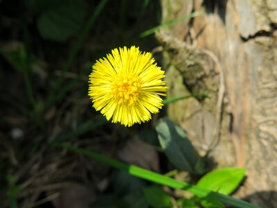 Nature medicinal herbs plants